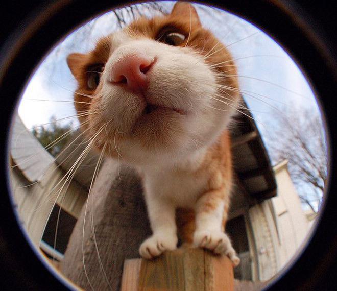 fisheye.jpg