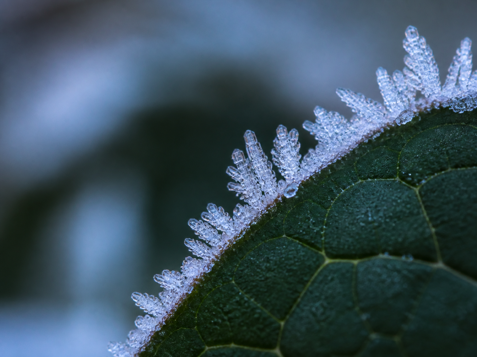 macro-photography.jpg